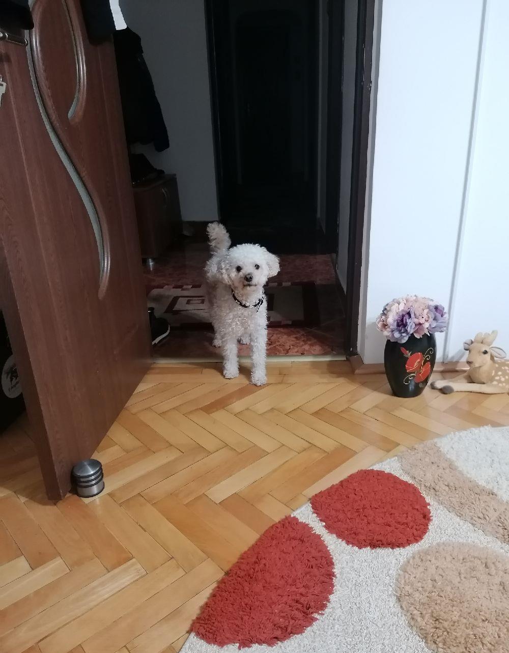 Caniche (Pudel), in cautare de partenera (chiar si de alta rasa) !!!