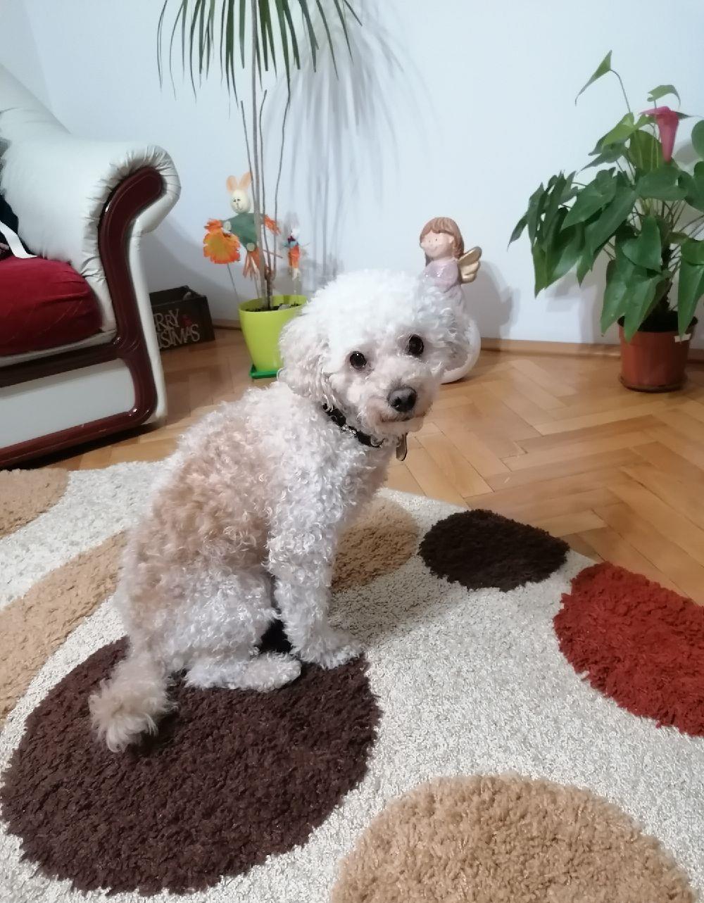 Caniche (Pudel), in cautare de partenera (chiar si de alta rasa) !!!