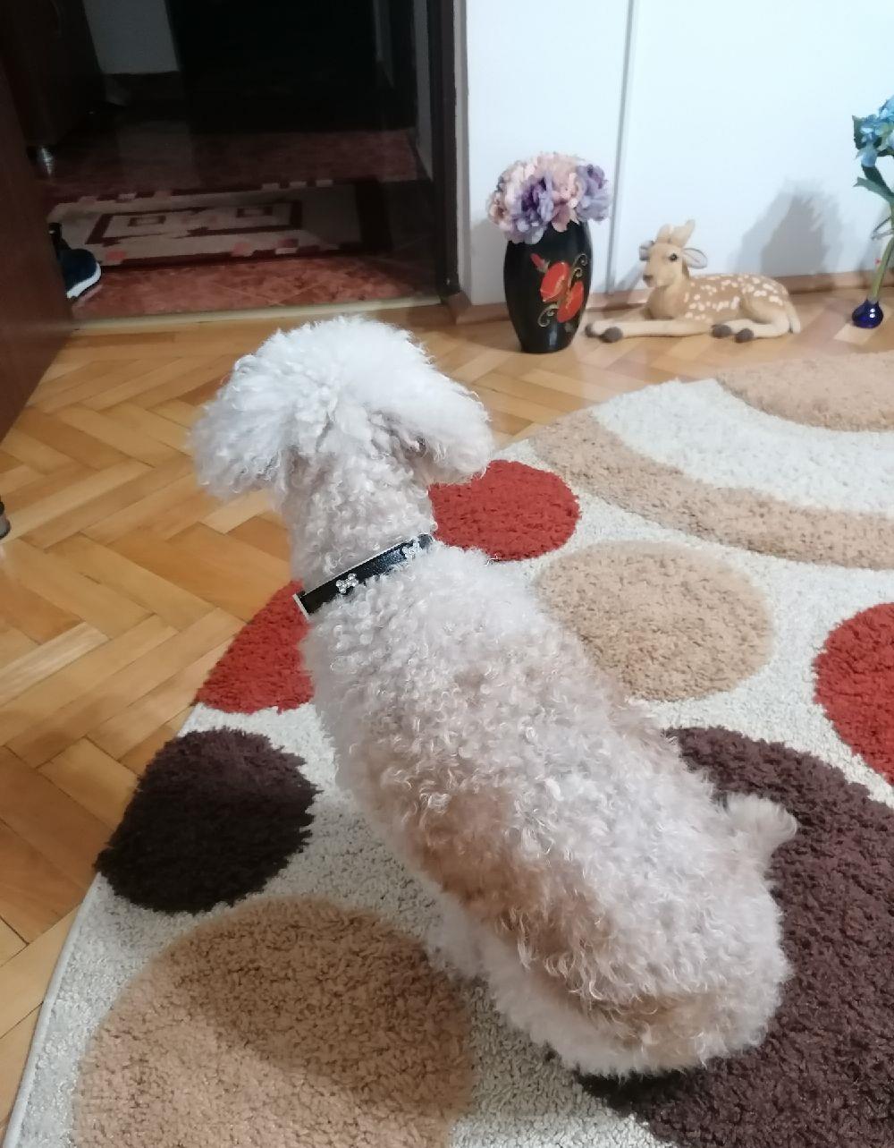 Caniche (Pudel), in cautare de partenera (chiar si de alta rasa) !!!