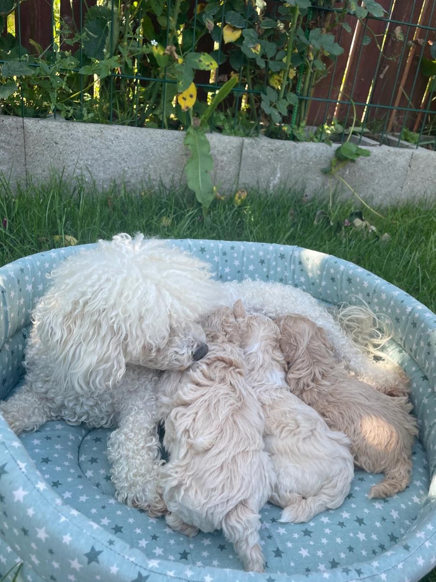 Caniche Pudel Toy