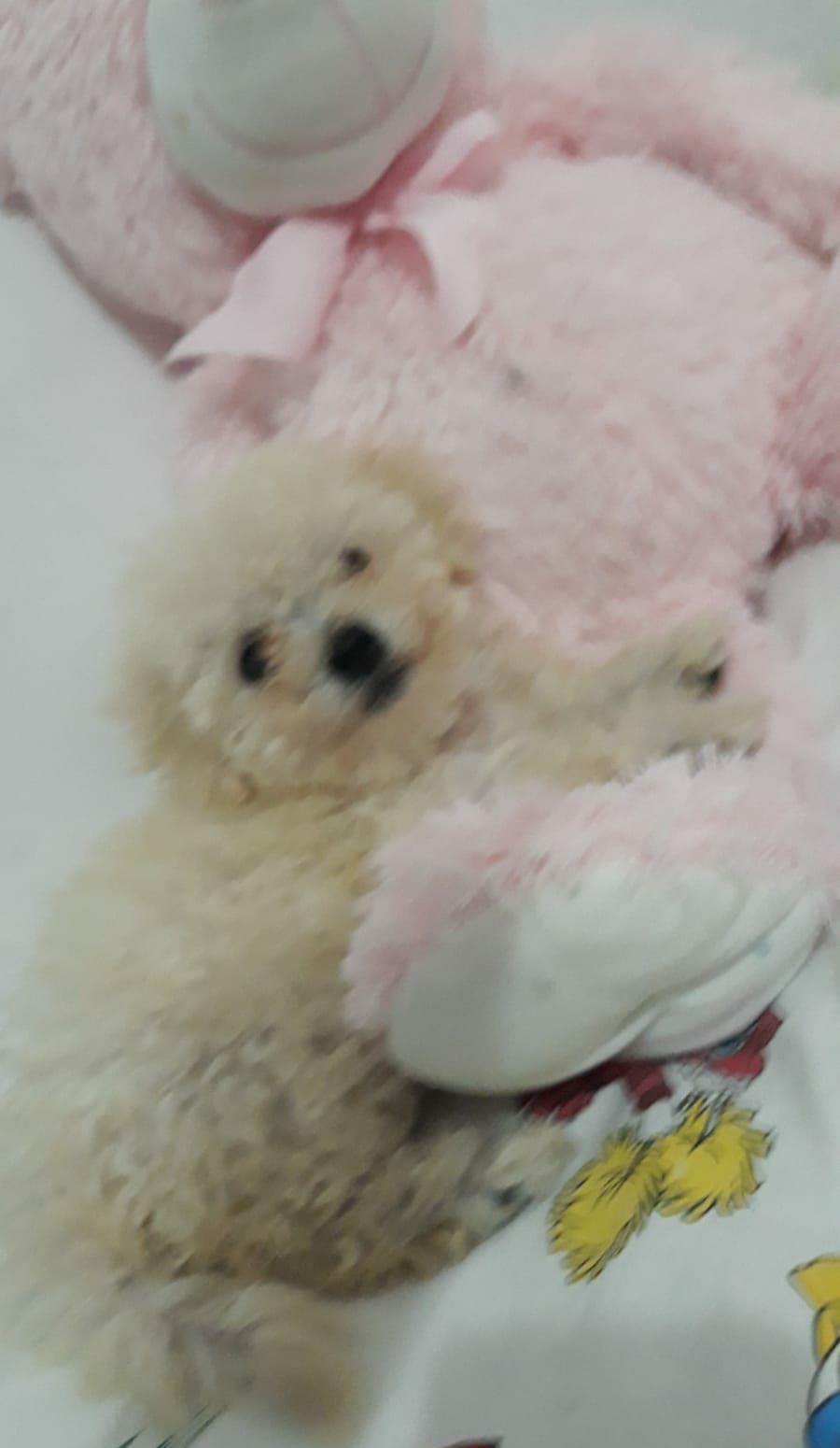 caniche toy