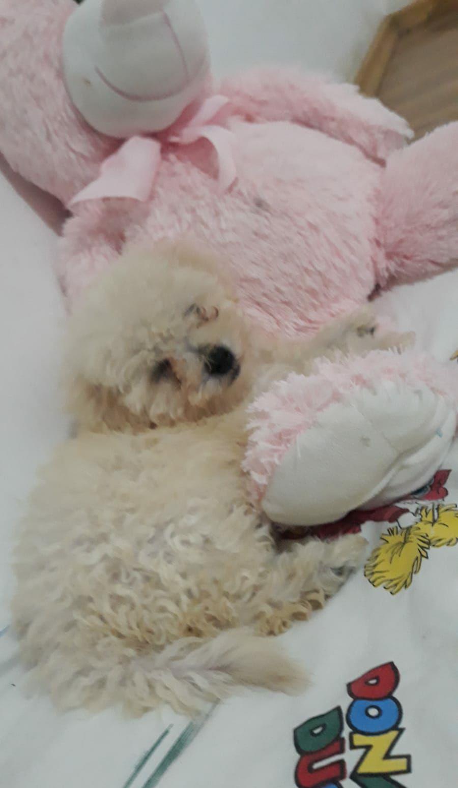 caniche toy