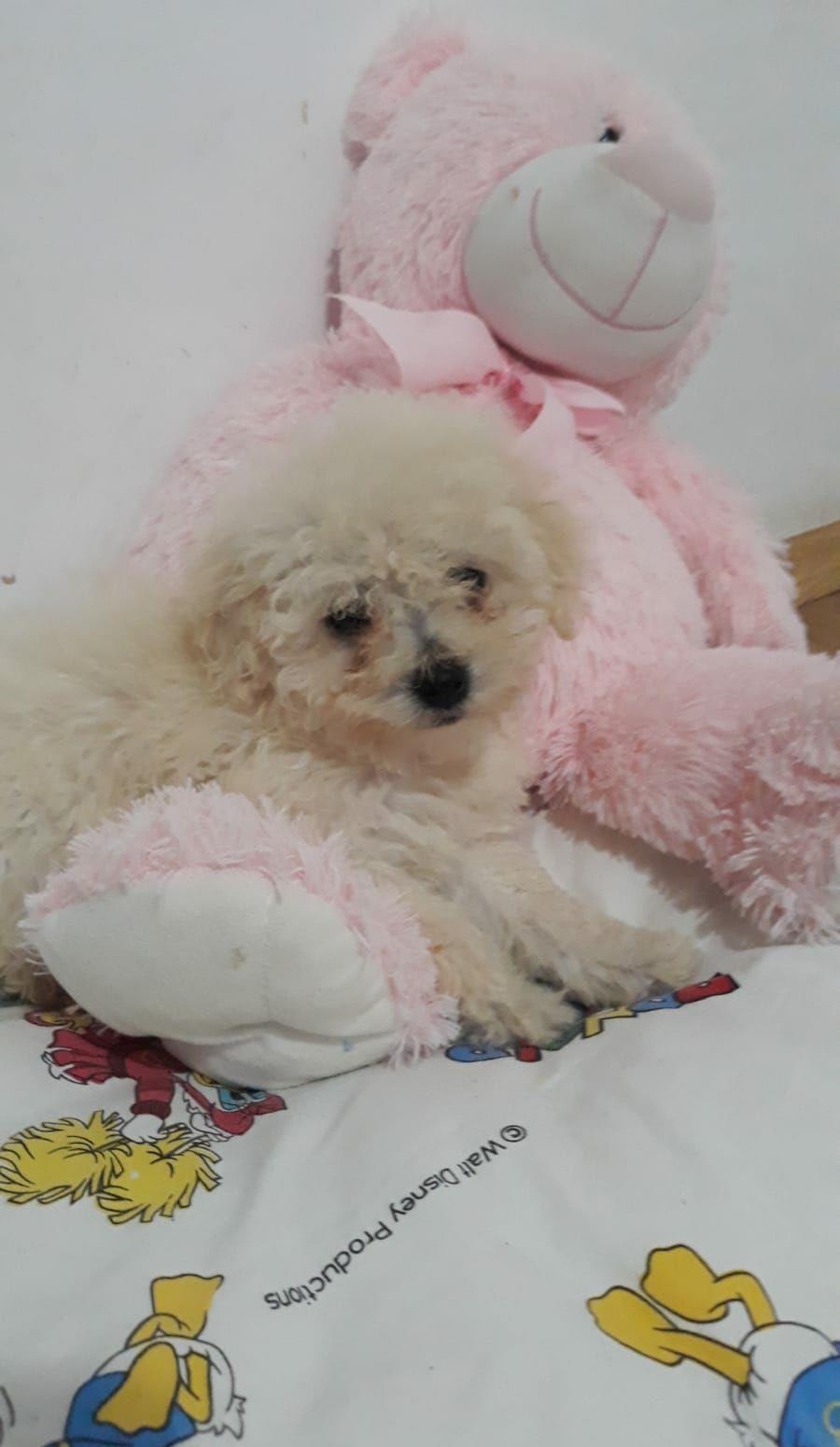 caniche toy