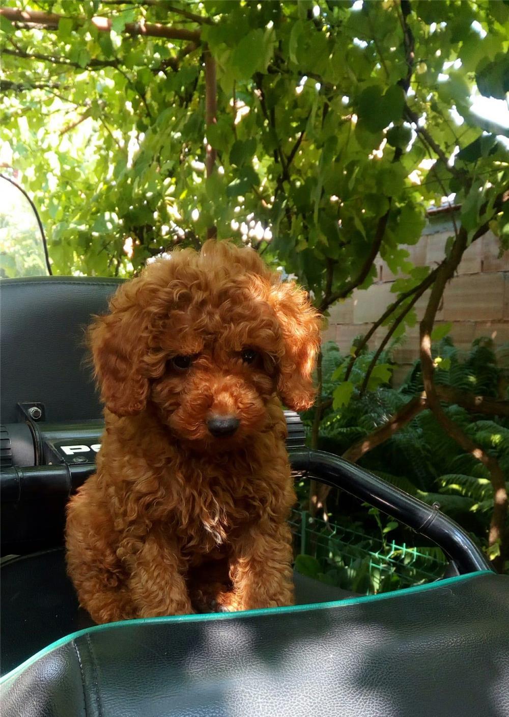 Caniche/pudel toy maro roscat