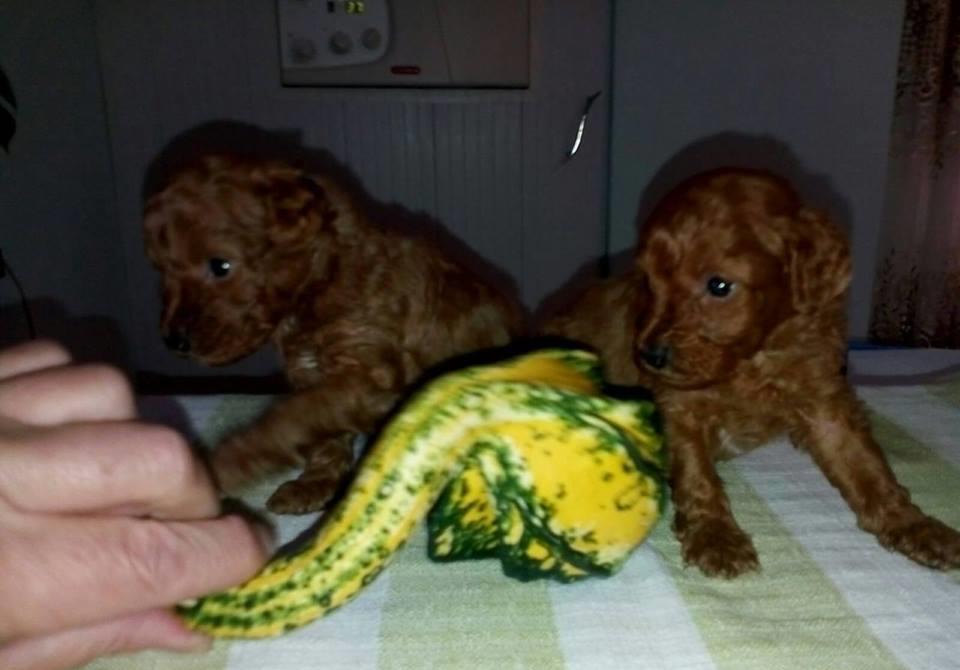 Caniche/pudel toy maro roscat