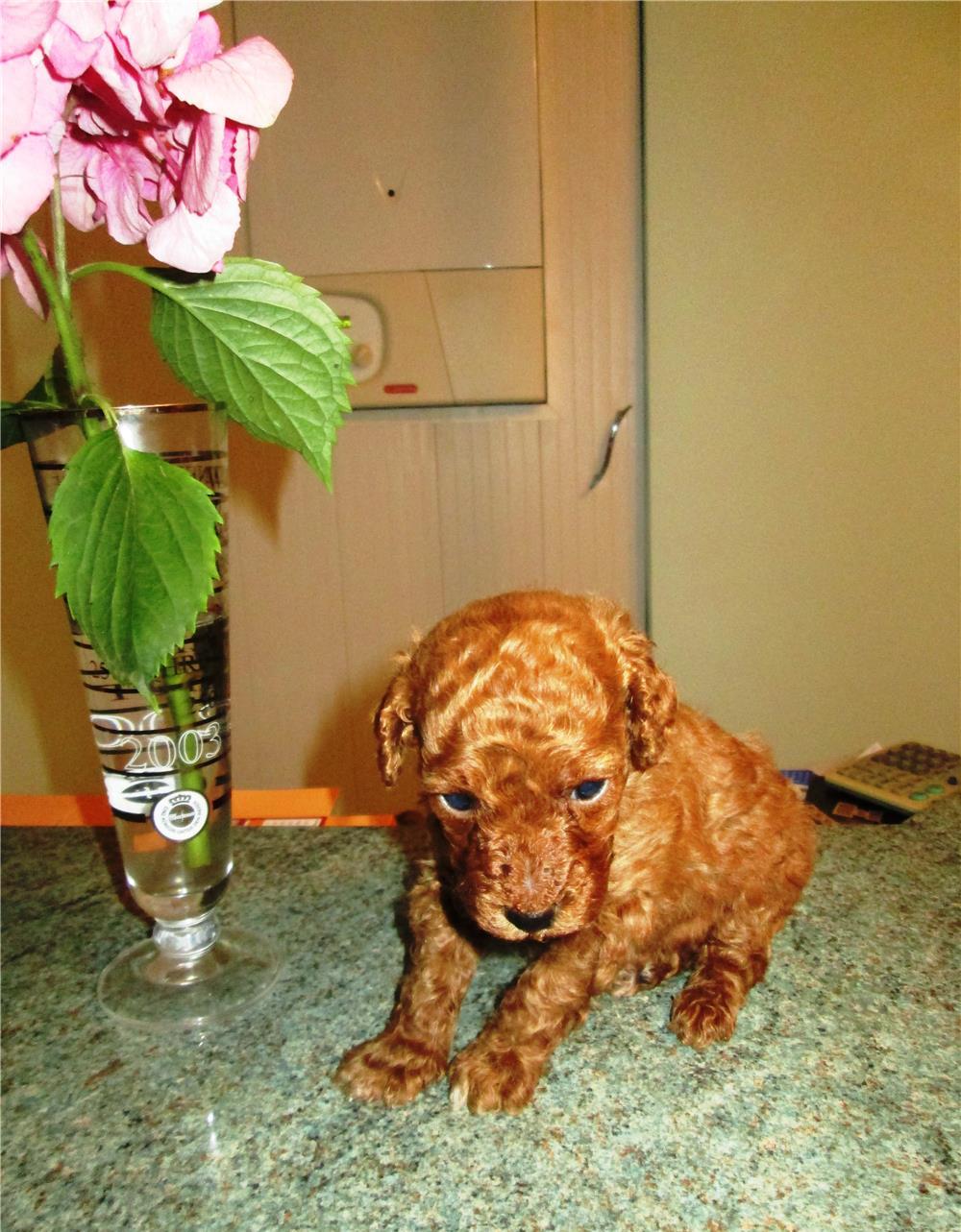 Caniche/pudel toy maro roscat