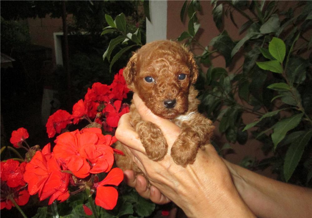 Caniche/pudel toy maro roscat