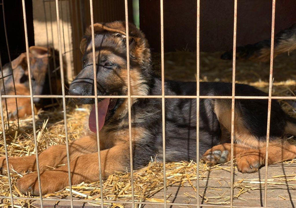 Canisa Casa Vlad vinde pui de ciobanesc german