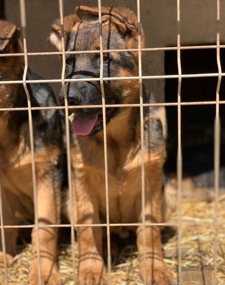 Canisa Casa Vlad vinde pui de ciobanesc german