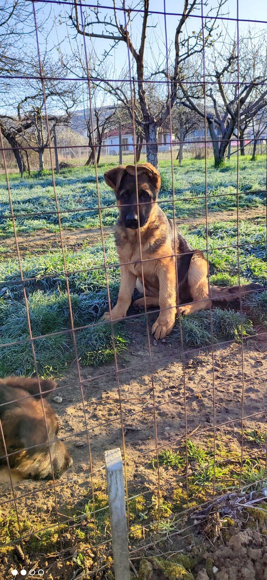 Canisa Casa Vlad vinde pui de ciobanesc german