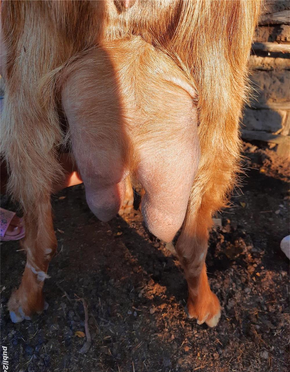 Capra cu lapte Teleorman