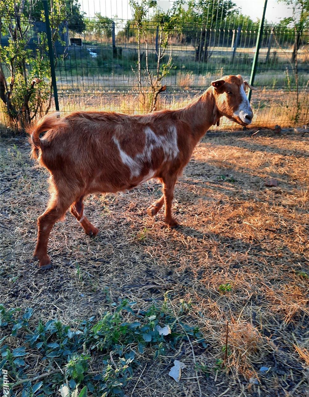 Capra cu lapte Teleorman