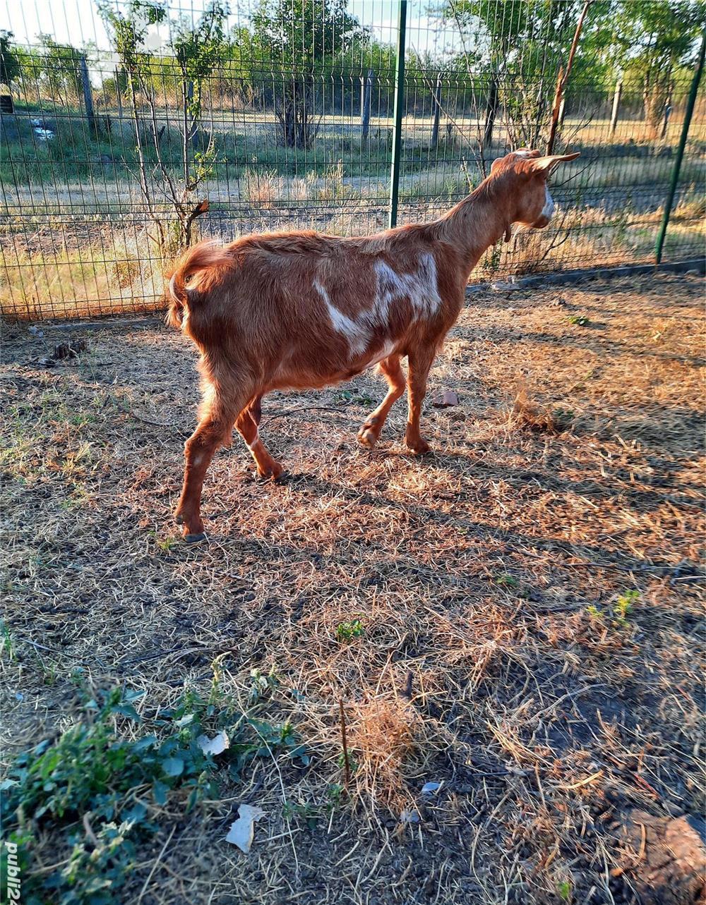 Capra cu lapte Teleorman