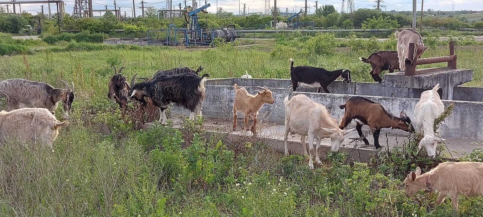 Capre de vanzare