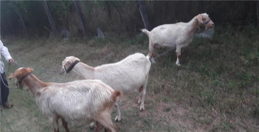 capre de vînzare în teleorman