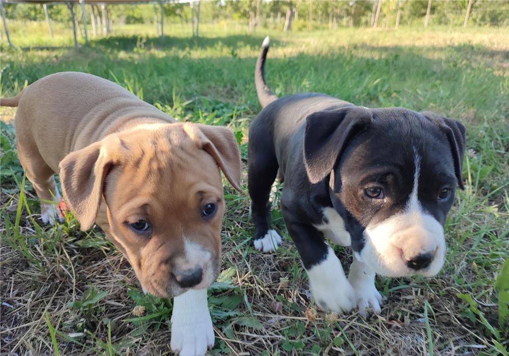 Carei Amstaff