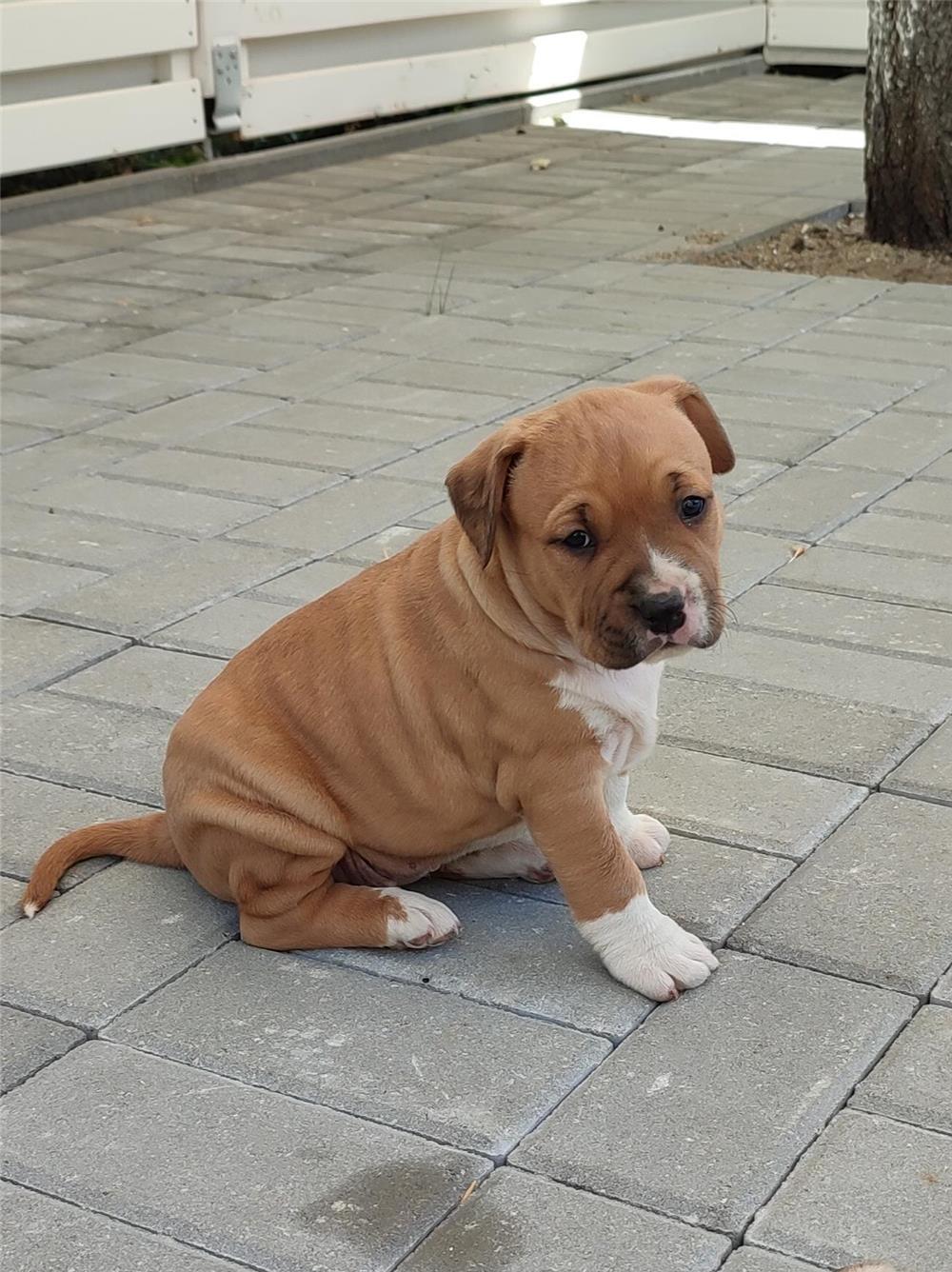 Carei Amstaff