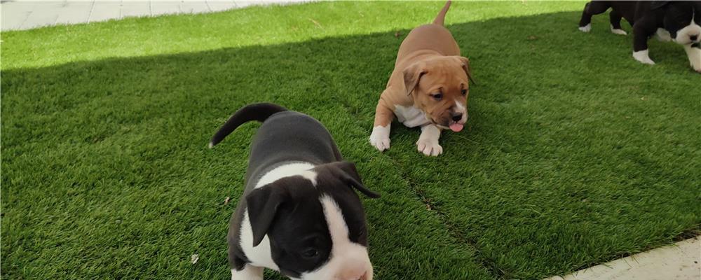 Carei Amstaff