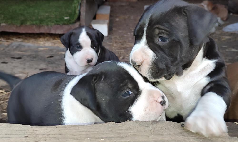 Carei Amstaff