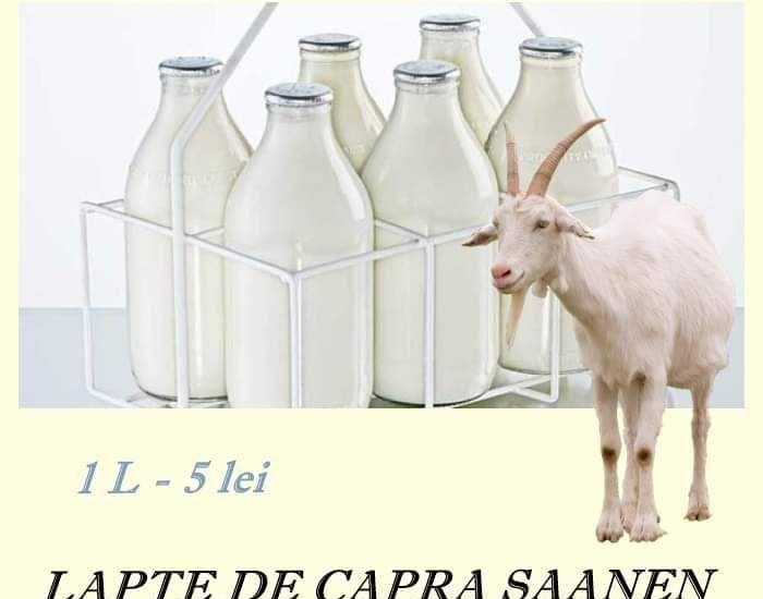 Cas, brânza, telemea de capra saneen