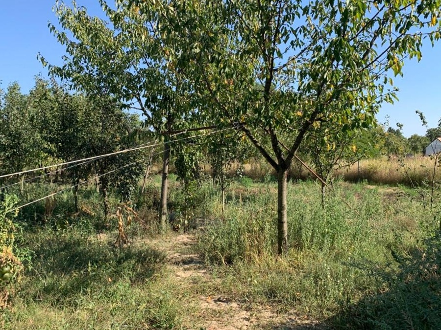 CASA DE VANZARE CU GRADINA 1000 MP
