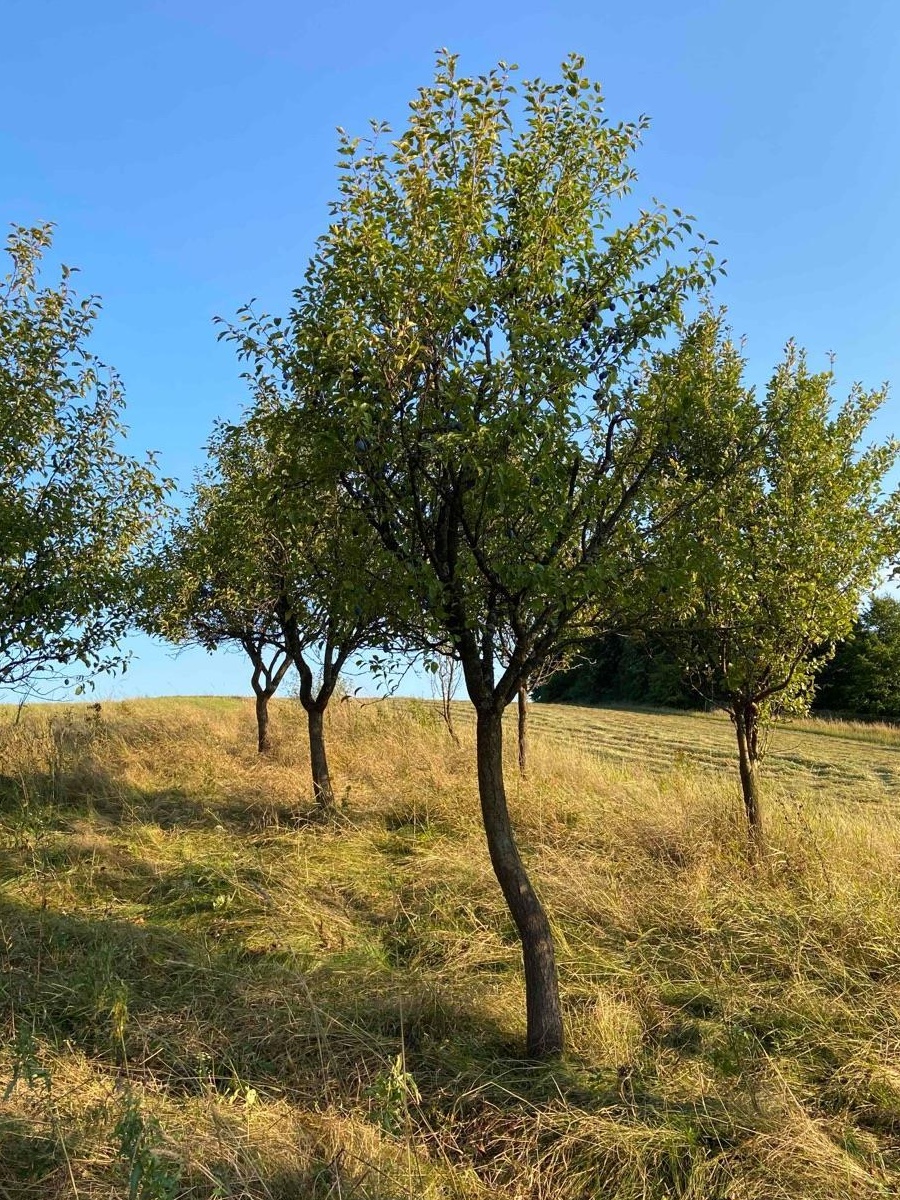 Casă la țară sat Stremț ;Maramureș!
