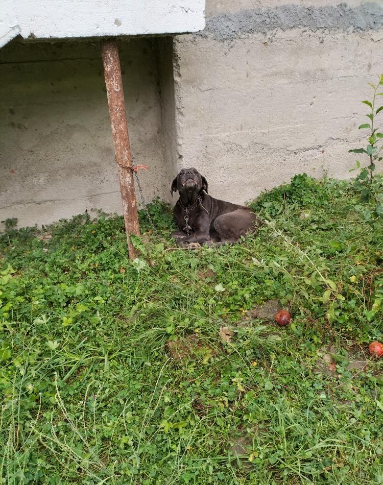 catea cane corso cu varsta de 6 ani cu carnet de sanatate toate vaccinurile facute