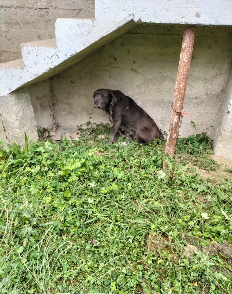 catea cane corso cu varsta de 6 ani cu carnet de sanatate toate vaccinurile facute