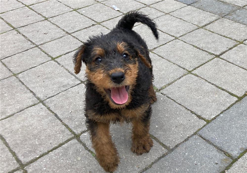 Căței airedale terrier disponibili