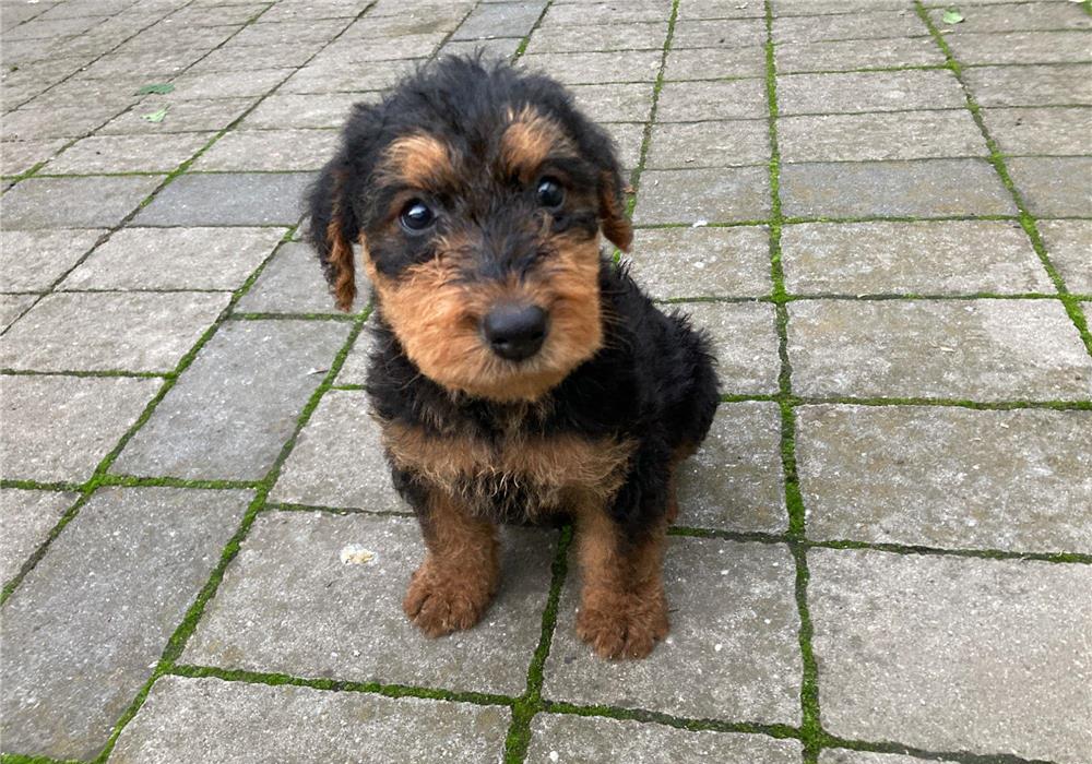 Căței airedale terrier disponibili