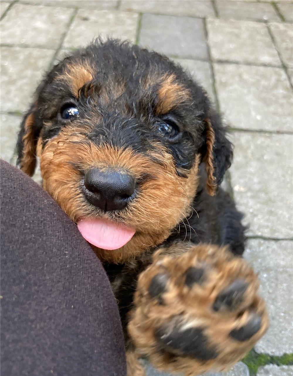 Căței airedale terrier disponibili
