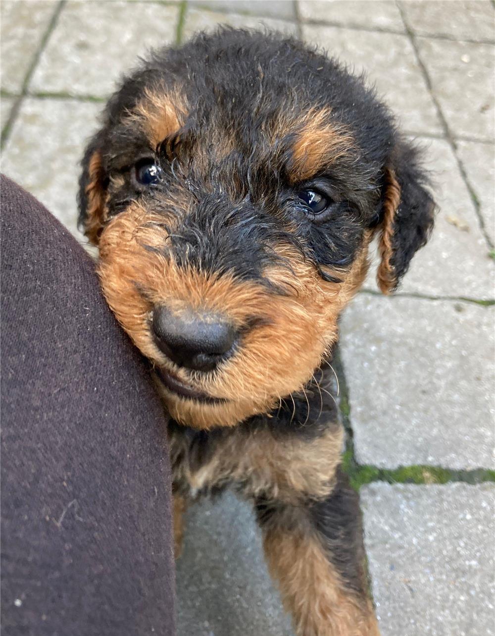 Căței airedale terrier disponibili
