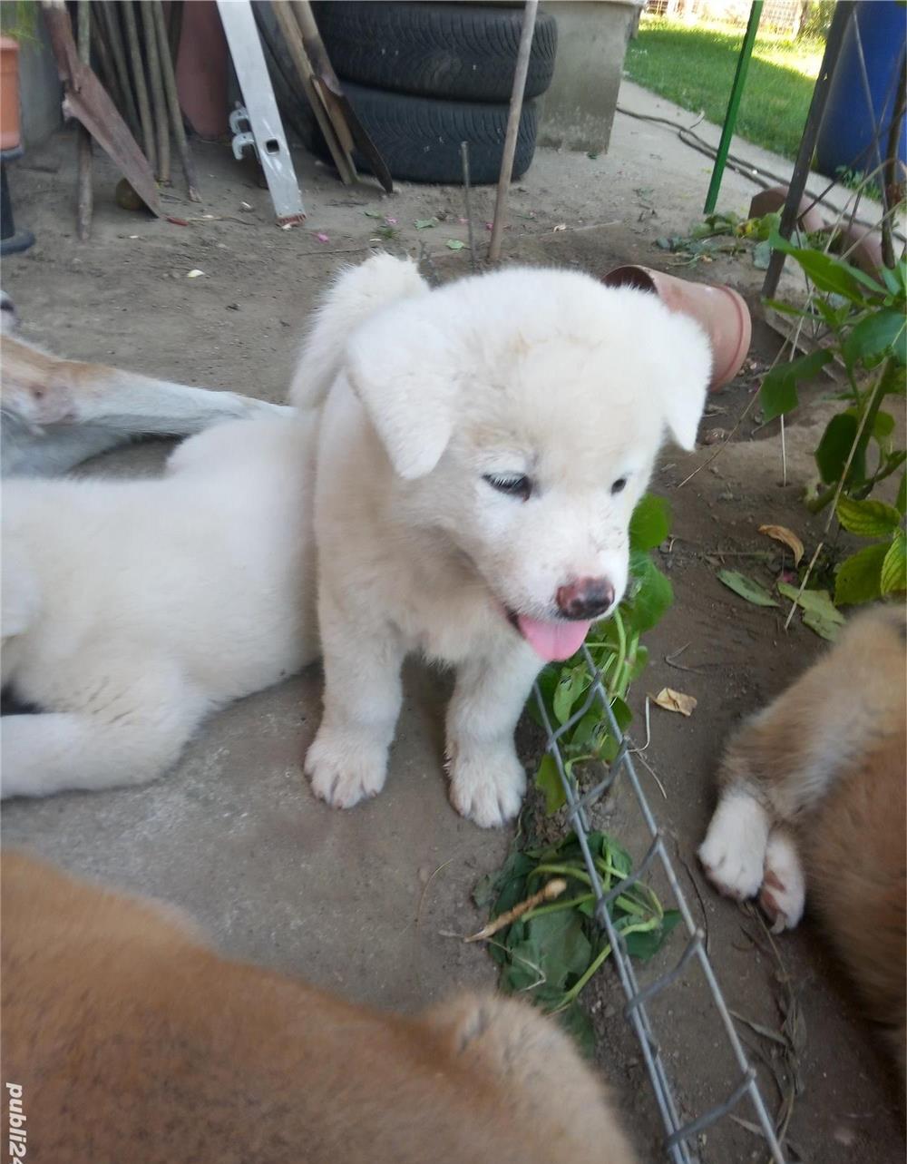 Catei Akita Inu Japonez