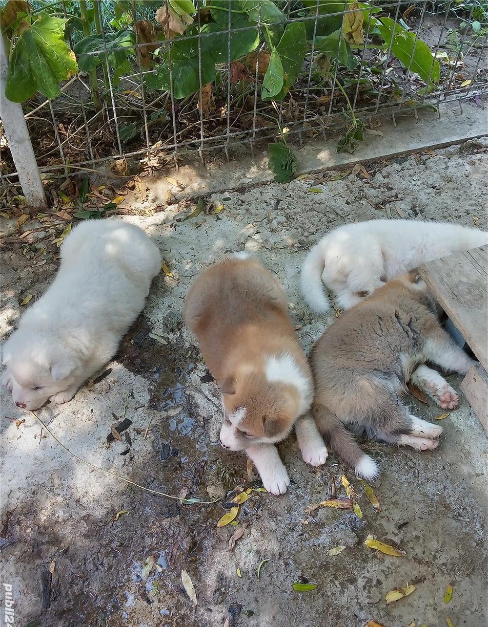 Catei Akita Inu Japonez