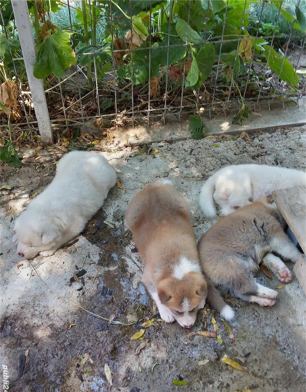 Catei Akita Inu Japonez