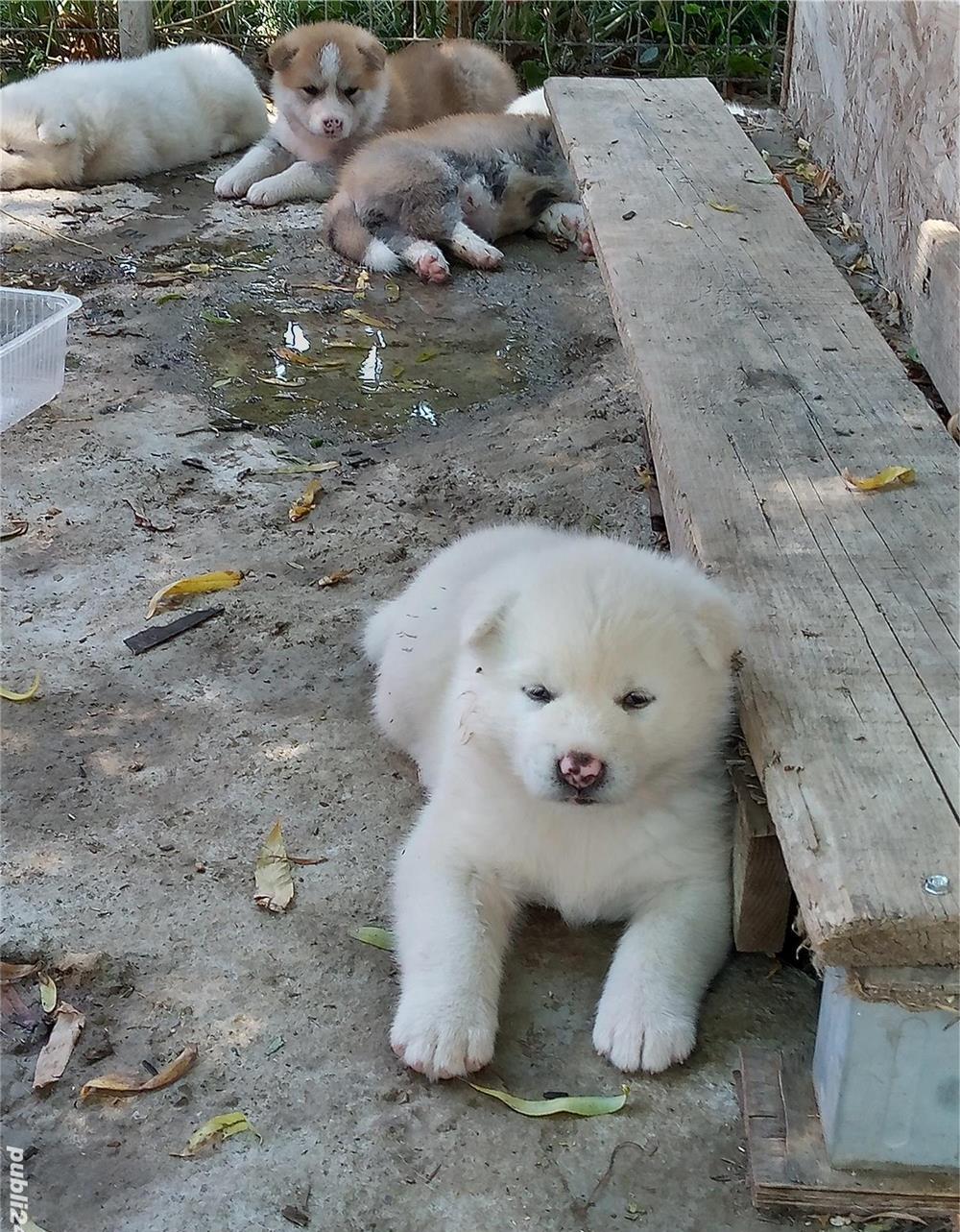 Catei Akita Inu Japonez