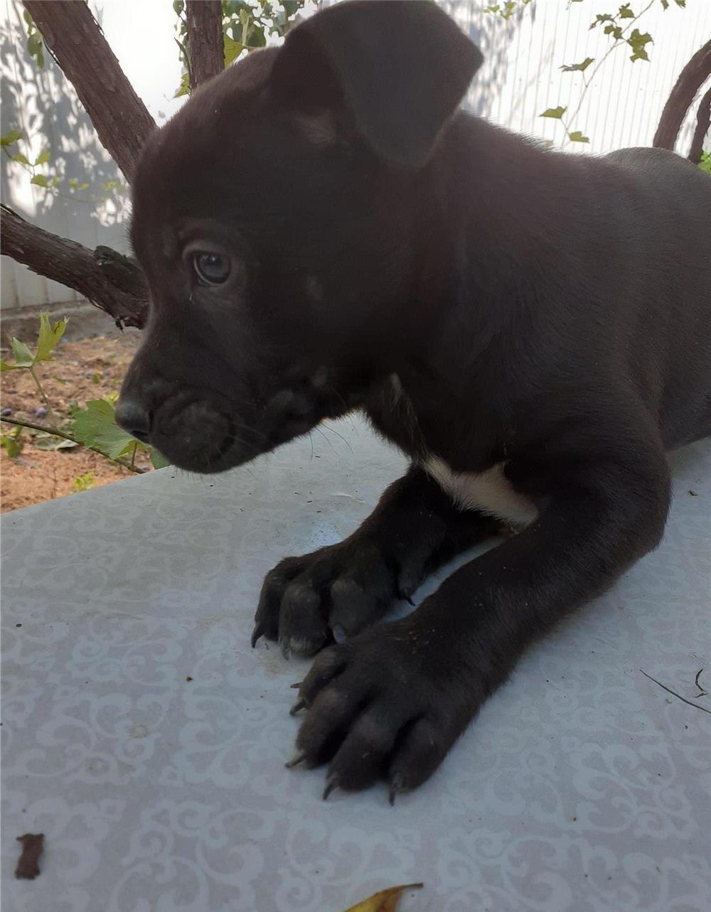 Căței Amstaff de vănzare