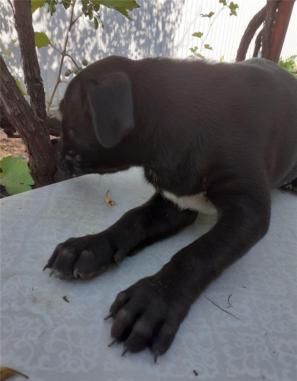 Căței Amstaff de vănzare