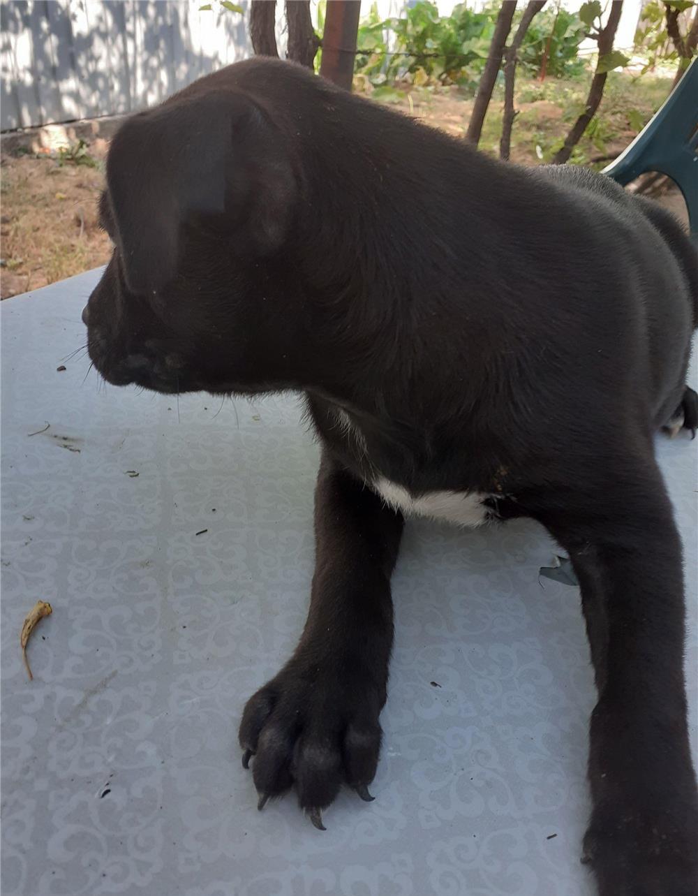 Căței Amstaff de vănzare