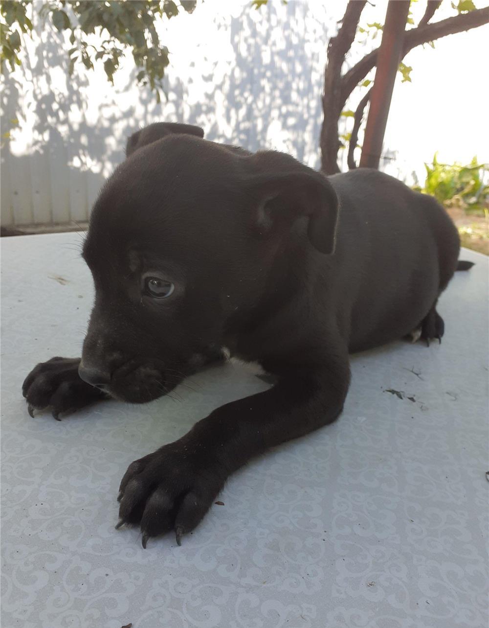 Căței Amstaff de vănzare