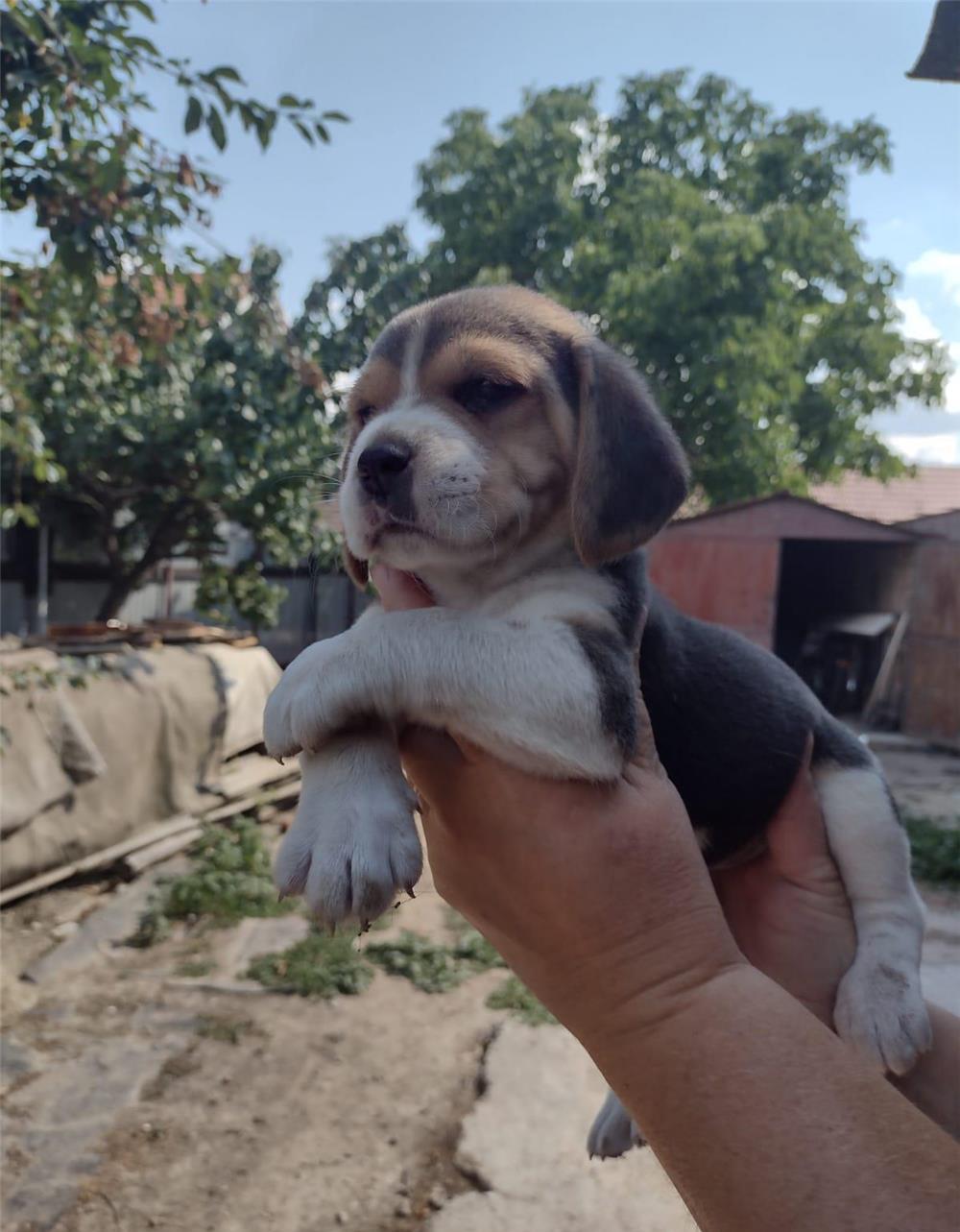 Catei Beagle rasa pura