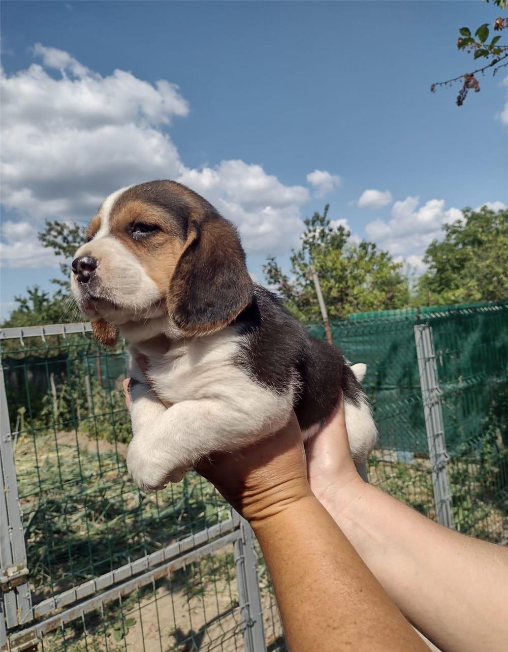 Catei Beagle rasa pura