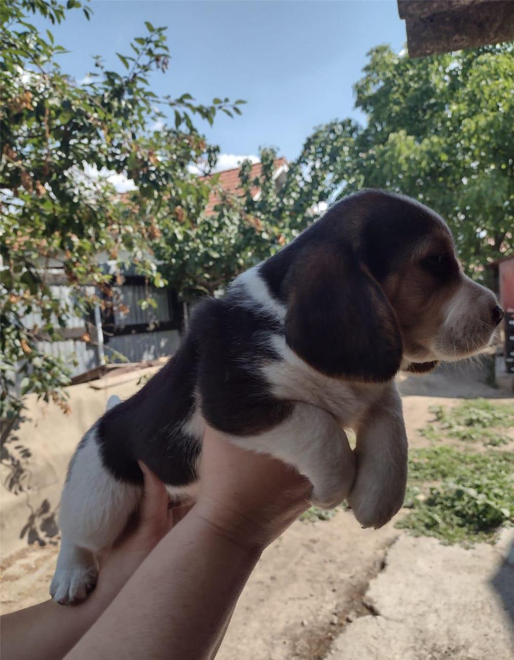 Catei Beagle rasa pura
