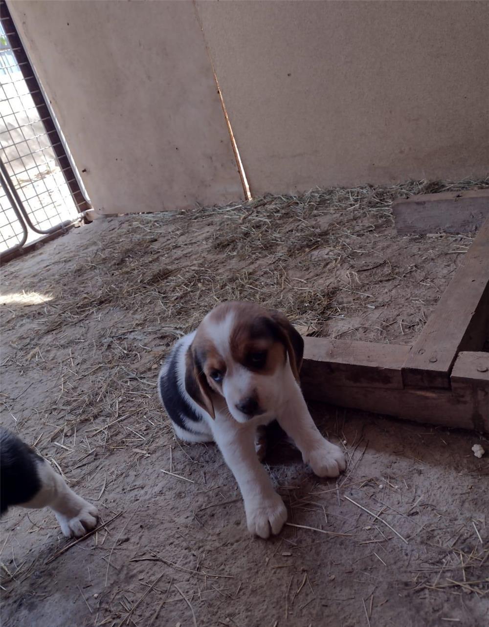 Catei Beagle rasa pura