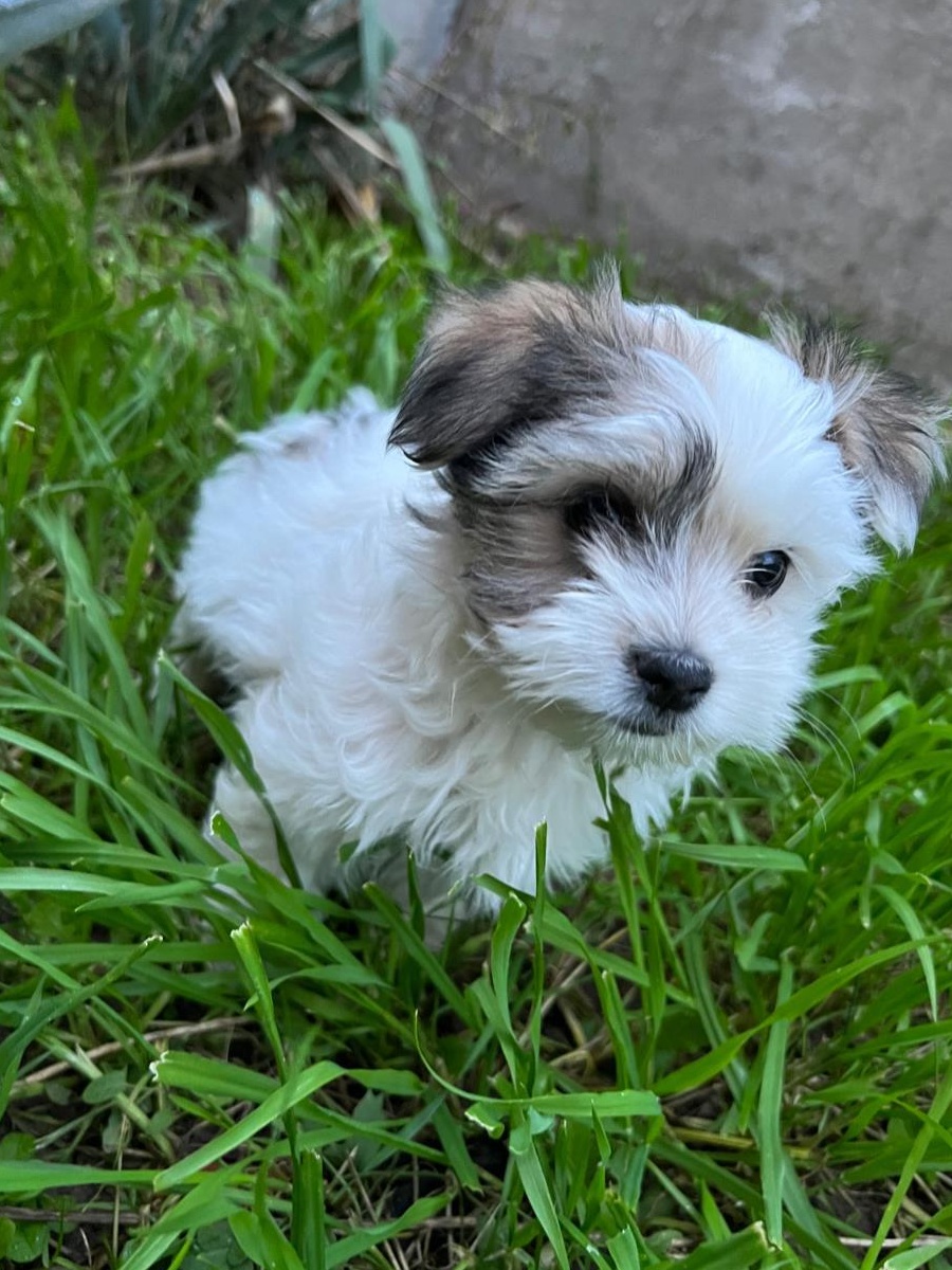 Catei bichon havanez
