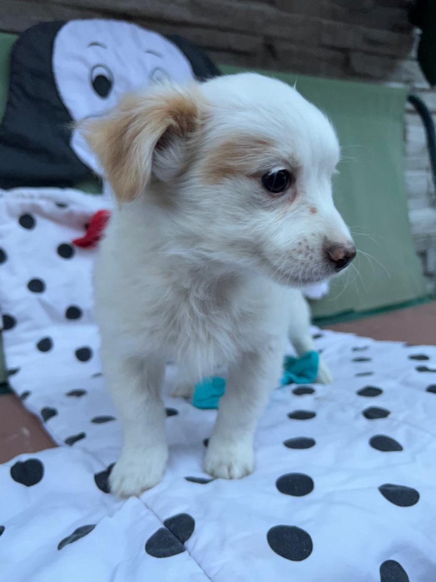 Catei bichon havanez