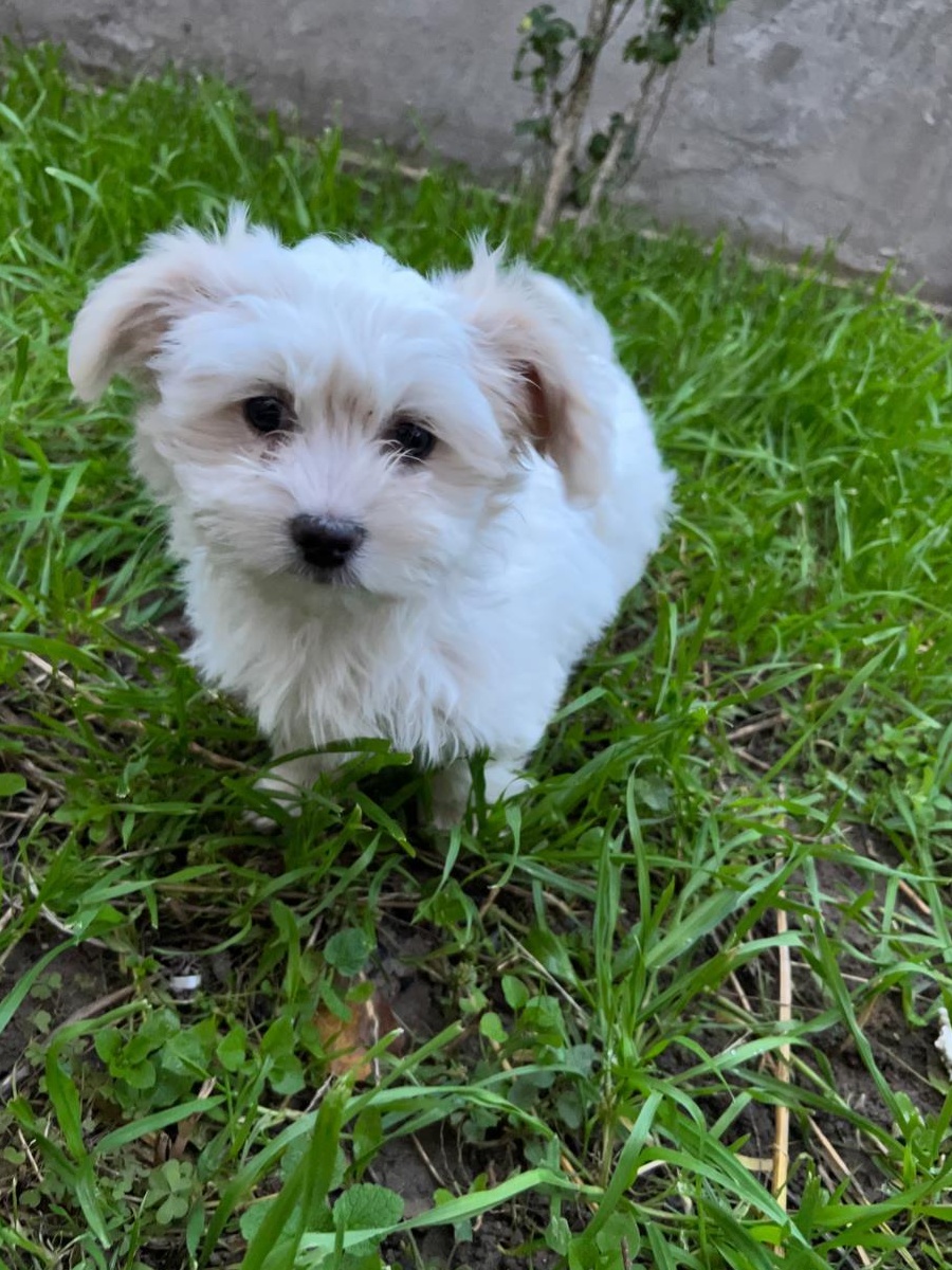 Catei bichon havanez