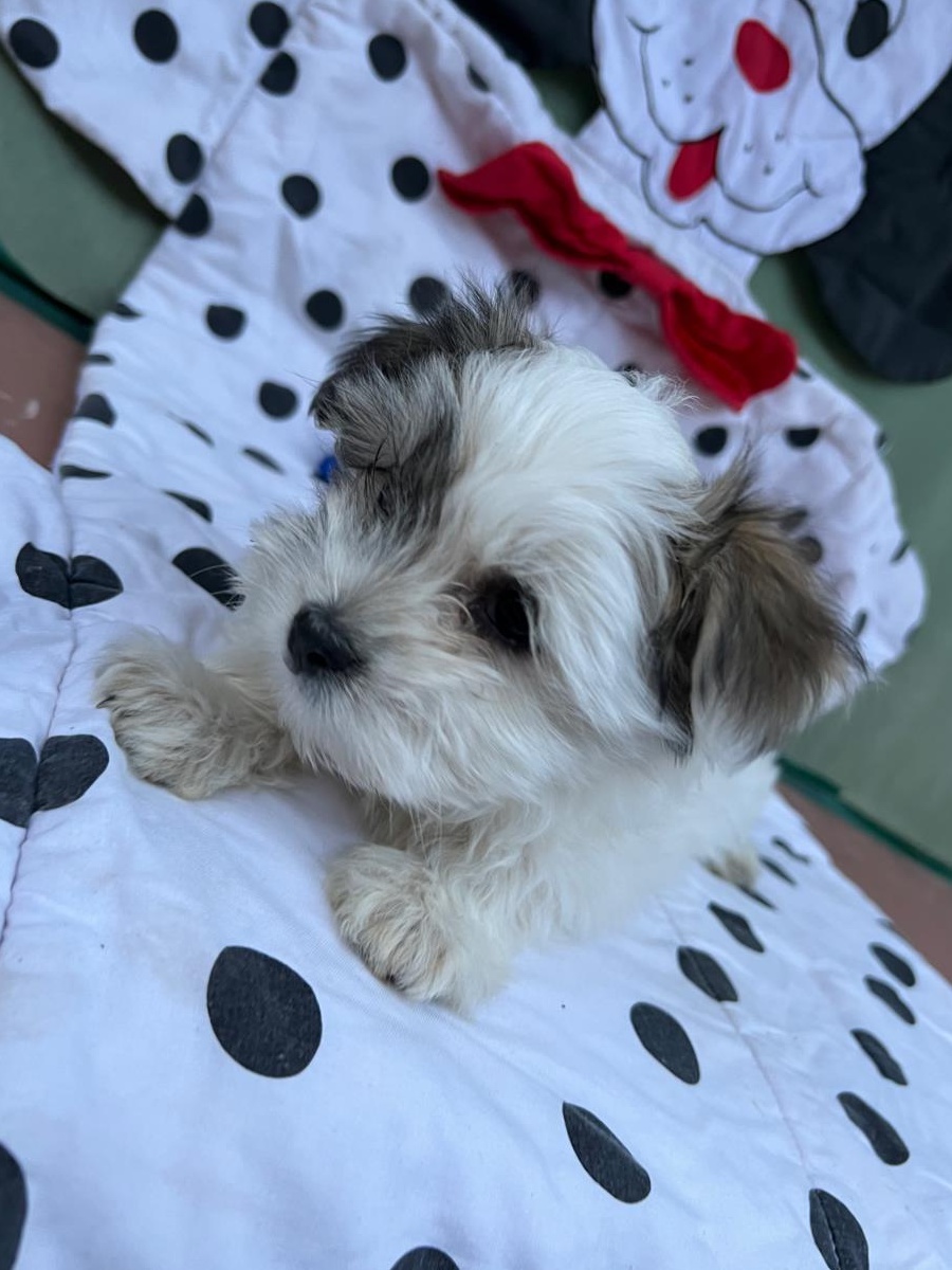 Catei bichon havanez