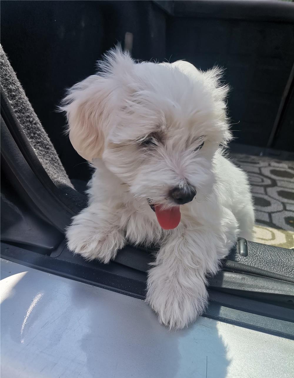 Căței Bichon Maltez de vânzare