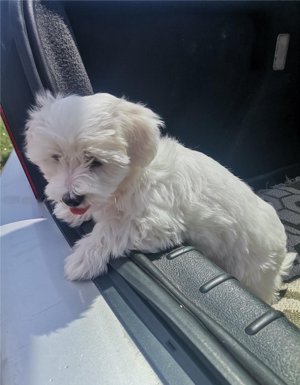 Căței Bichon Maltez de vânzare